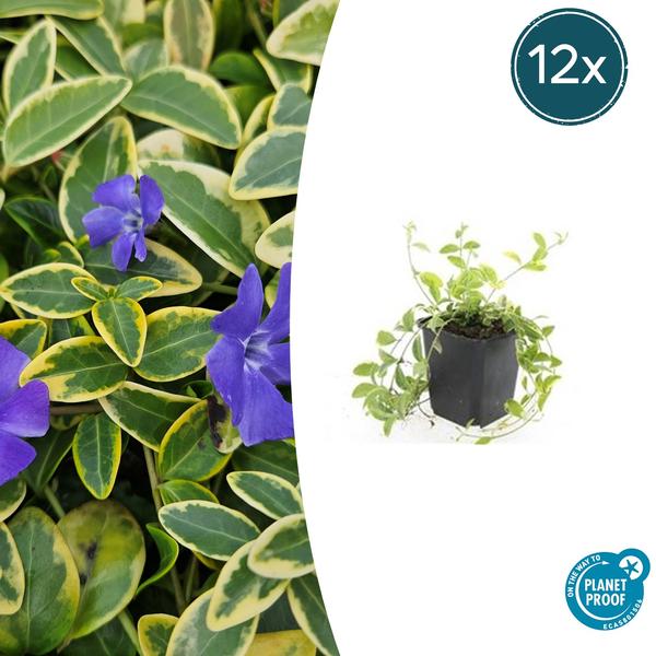 Vinca mineure 'Aureovariegata' - ↕10-25cm - Ø9cm - 12x