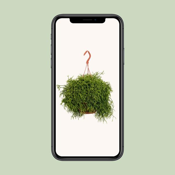 Rhipsalis Baccifera Oasis - Ø17cm - ↕45cm