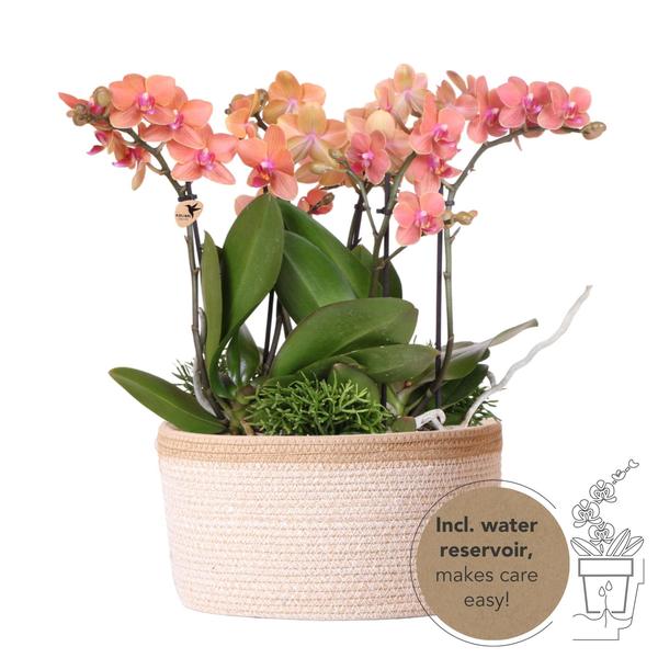 Orchidées colibris | plante d'oranger dans un panier en coton avec réservoir d'eau | trois orchidées oranges Bolzano 9cm et trois plantes vertes | Jungle Bouquet orange avec réservoir d'eau autonome