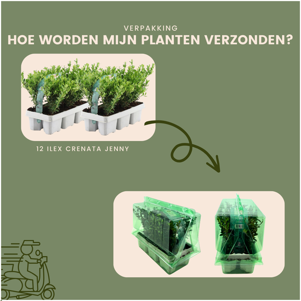 12x Ilex crenata 'Jenny' - 12 x Ø7 cm - ↕15 cm - 6 paquets