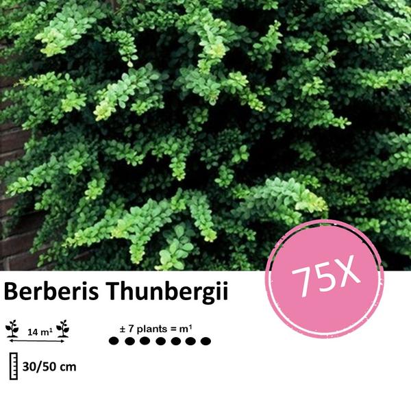 Berberis thunbergii - ↕30-50cm - blote wortel - 75x