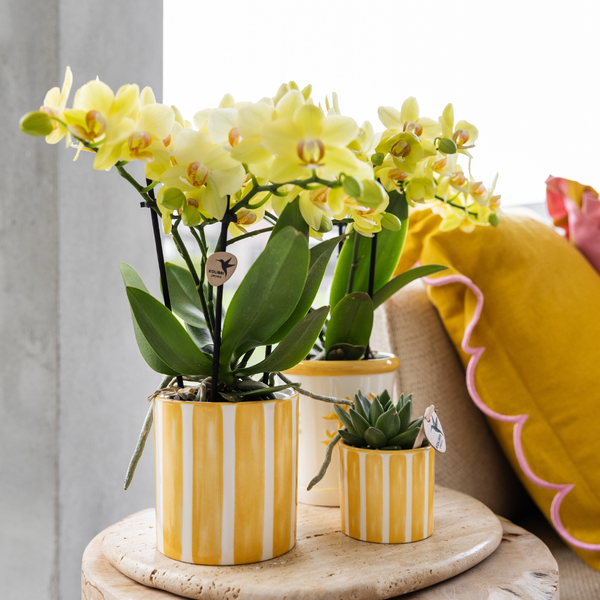 Kolibri Home | Painted stripe - Yellow - Ø9cm