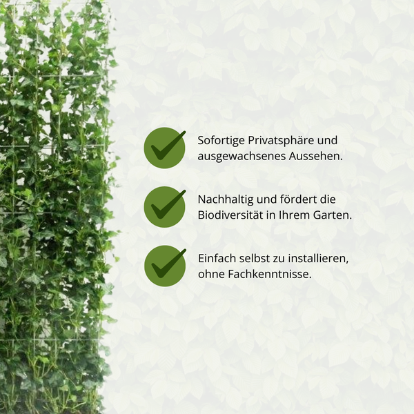 Hedera Hibernica - Lierre - Haie prête à l'emploi | ↔120cm - ↨180cm