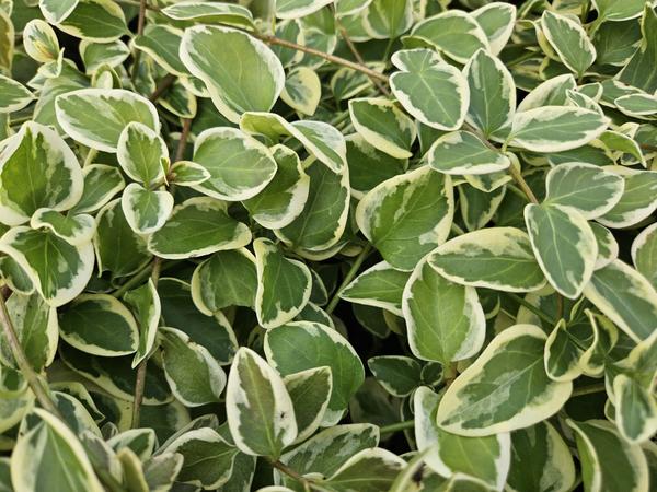 Vinca major 'Variegata' - ↕10-25cm - Ø9cm - 60x