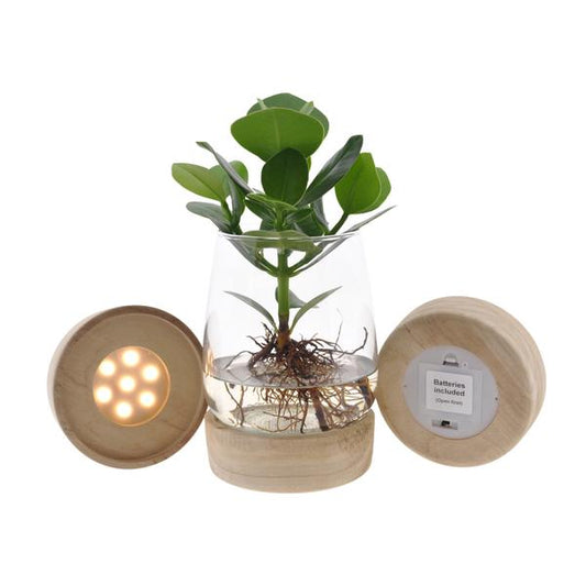 Clusia En Verre Kingston + LED - Ø12cm - ↕30cm