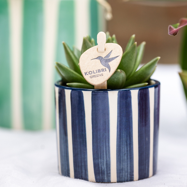 Compagnie des Colibris | Ensemble de plantes Coucher de soleil méditerranéen | Orchidée Phalaenopsis blanche Lausanne et plantes succulentes avec pots décoratifs en céramique