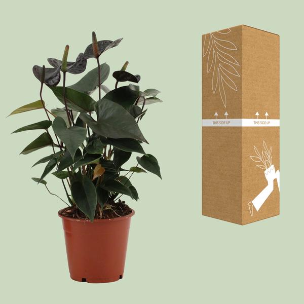 Anthurium Noir Amour Dans Pochette Transparente - Ø12cm - ↕36cm