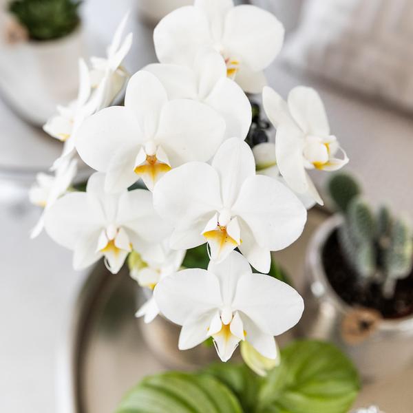 Orchidées colibris | Orchidée Phalaenopsis blanche - Amabilis + Elite pot argent - taille du pot Ø9cm - 35cm haut | plante d'intérieur à fleurs - fraîchement sortie du producteur