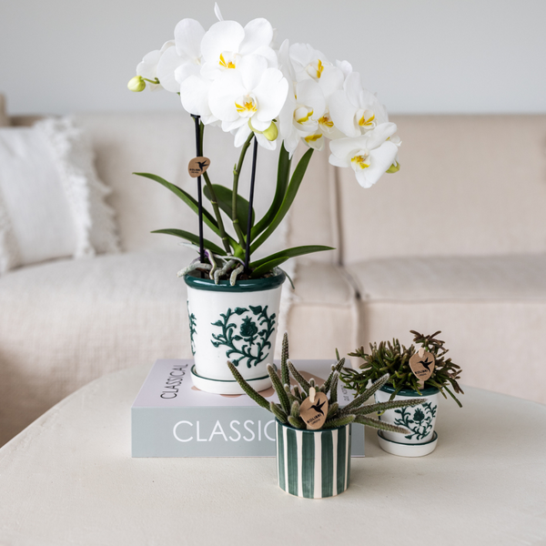 Kolibri Home | Painted stripe - Green - Ø6cm