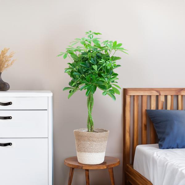 Schefflera Arabe Nora avec Panier Lisbonne blanc - 70cm - Ø21