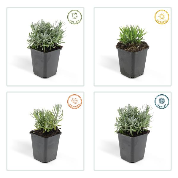 Lavandula 'Hidcote' - ↕10-25cm - Ø9cm - 60x