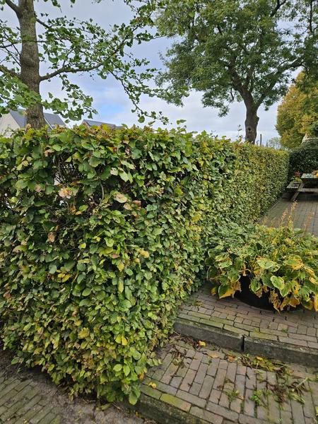 Fagus sylvatica - Bare root - 100/125 - 50x