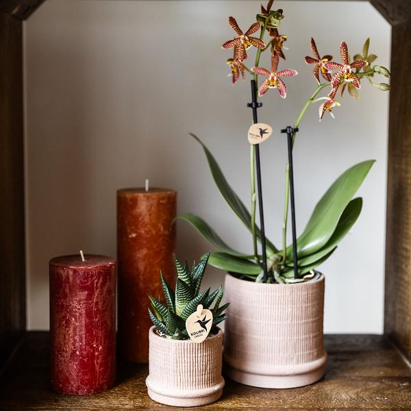 Kolibri Home | Bali sierpot - Sand - Ø9cm