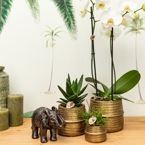 Compagnie des Colibris | Ensemble de plantes Groove | Orchidée Phalaenopsis blanche Gand et plantes succulentes avec pots décoratifs en céramique