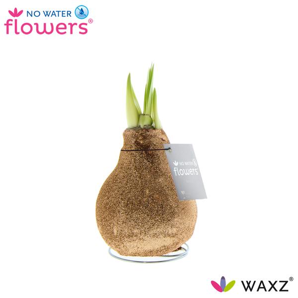 No Water Flowers Waxz Glitterz® Champagne - ↕15cm