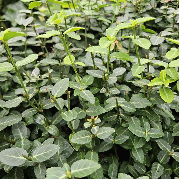 Euonymus fortunei radicans - ↕10-25cm - Ø9cm - 60x