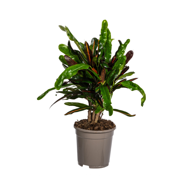 Codiaeum 'Croton' Mamey Ø17cm - ↕50cm