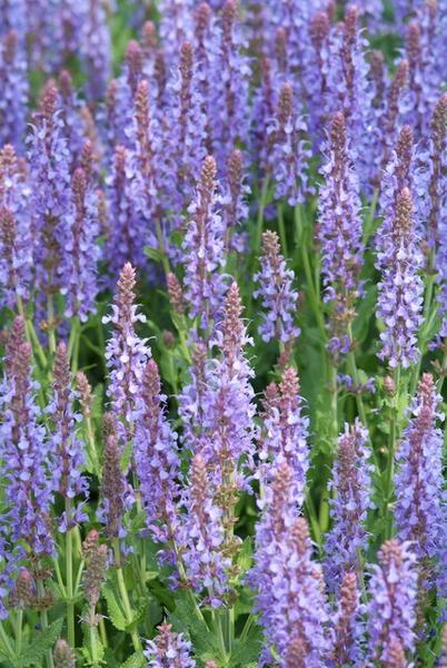 Salvia nem. 'Caradonna' - ↕10-25cm - Ø9cm - 60x