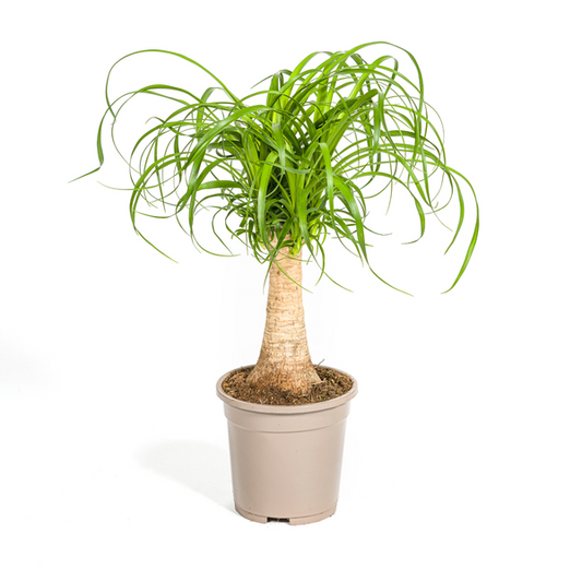 Beaucarnea Recurvata Stam Ø17cm - ↕50cm