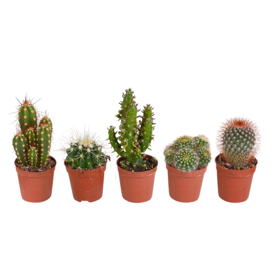 Cactus mix 5.5 cm - 5x - zonder pot