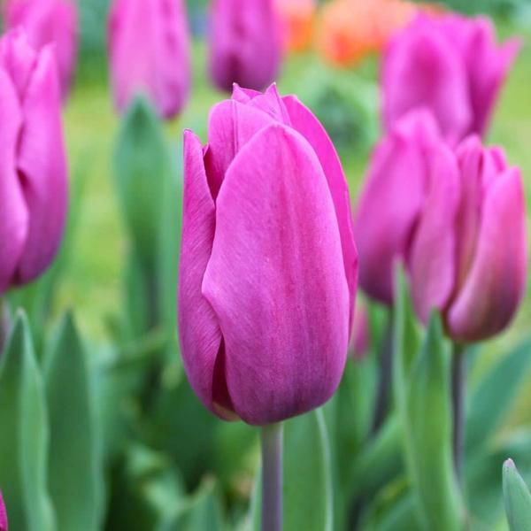 Flowerbulbs Amsterdam - Mélange de tulipes hollandaises - Boîte de luxe grande, 90 bulbes de fleurs pour 2,5 m2 de splendeur florale - Taille 12+