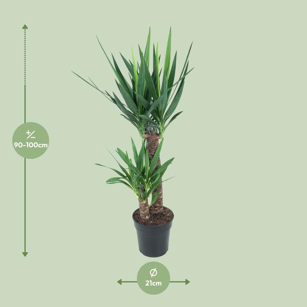 Yucca Éléphantipes - Ø21cm - ↕100cm