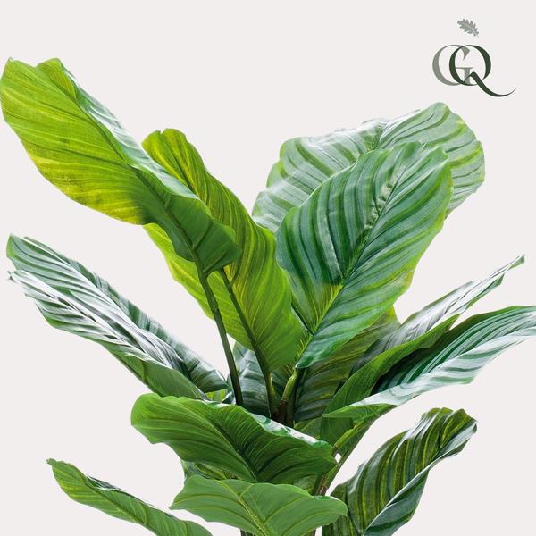 Plante artificielle - Calathea Orbifolia - Plante d'ombrage - 60 cm