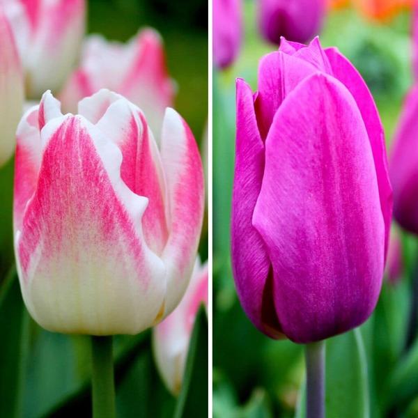 Flowerbulbs Amsterdam - Appie's Best - 30 bulbes de fleurs - Taille 12+