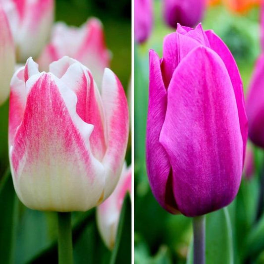 Flowerbulbs Amsterdam - Appie's Best - 30 bulbes de fleurs - Taille 12+