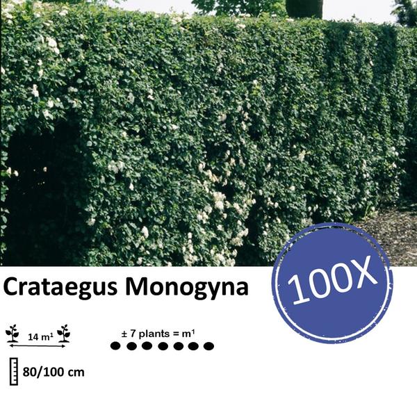 Crataegus Monogyna - Bare root - 80/100 - 100x