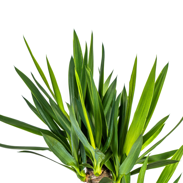 Yucca Éléphantipes Ø21cm - ↕100cm