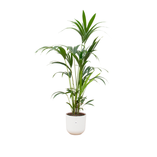 Offre combinée - Palmier Kentia avec elho Jazz Round blanc Ø26 - 160 cm