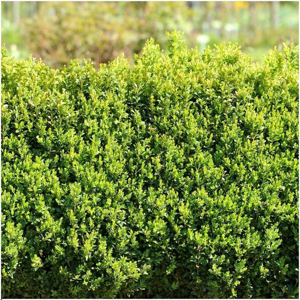 Haie de Buxus Sempervirens 1 mètre - ↨ 20 cm - 6 x Ø 12 cm