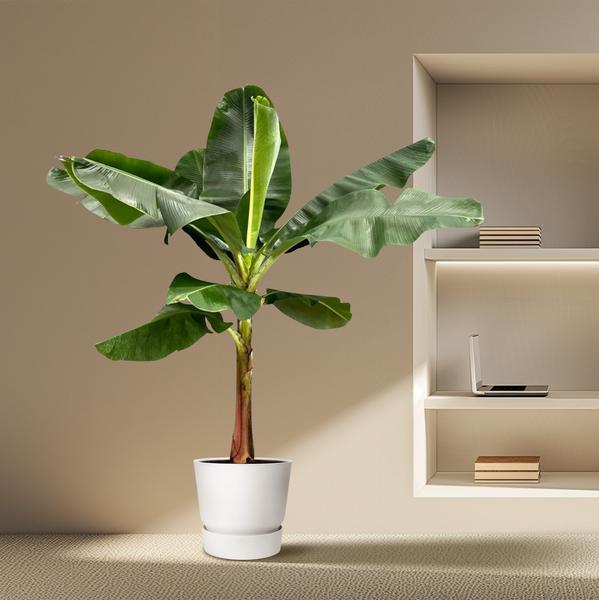 Bananenplant (Musa) - 190 cm - ø30