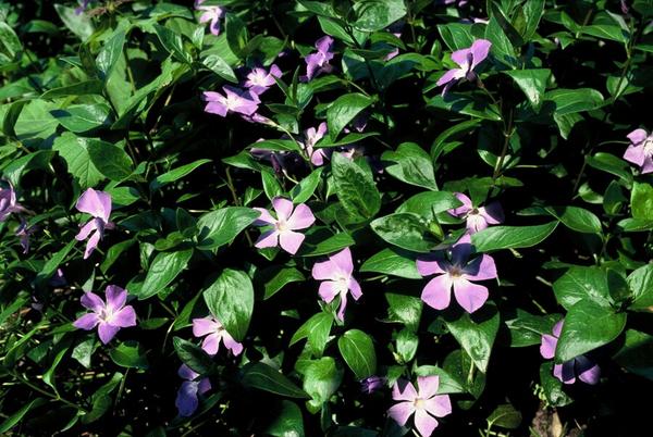 Vinca major - ↕10-25cm - Ø9cm - 60x