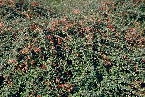 Cotoneaster suec. 'Coral Beauty' - ↕10-25cm - Ø9cm - 60x