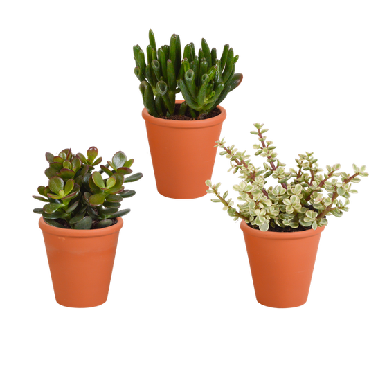 Crassula mix 8.5 cm - 3x - in terracotta pot