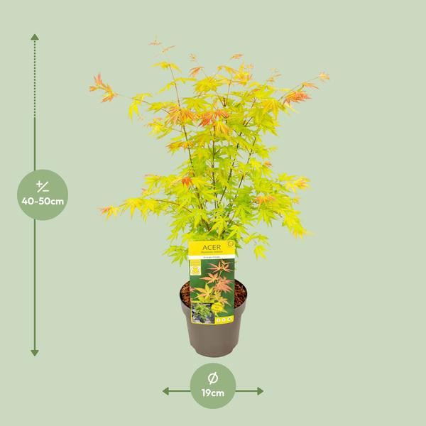 Acer palmatum Orange Rêve - Ø19cm - ↕50cm