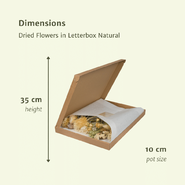 Fleurs séchées dans Boite aux Lettres - Naturel