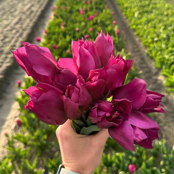 Flowerbulbs Amsterdam - Super Tulip Mix - Sachet de valeur durable, 100 bulbes de fleurs pour 2,5 m2 de splendeur florale - Taille 12+