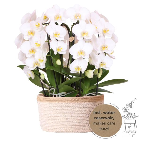 Orchidées colibris | orchidée blanche dans un panier en coton avec réservoir d'eau | trois orchidées blanches courbées Niagara Fall 12cm | Mono Bouquet blanc avec autosuffisance