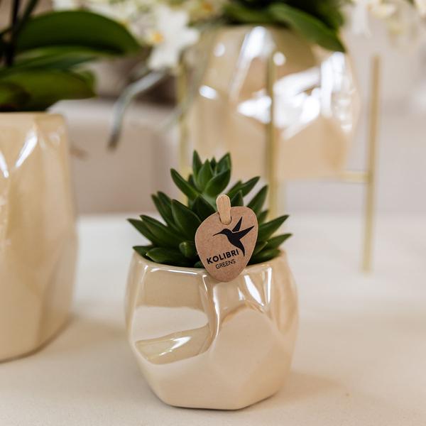 Compagnie des Colibris | Ensemble de plantes + pots décoratifs pour décoration de table dîner - taille pot Ø9cm & Ø6cm | plantes d'intérieur à fleurs - fraîchement sorties du producteur