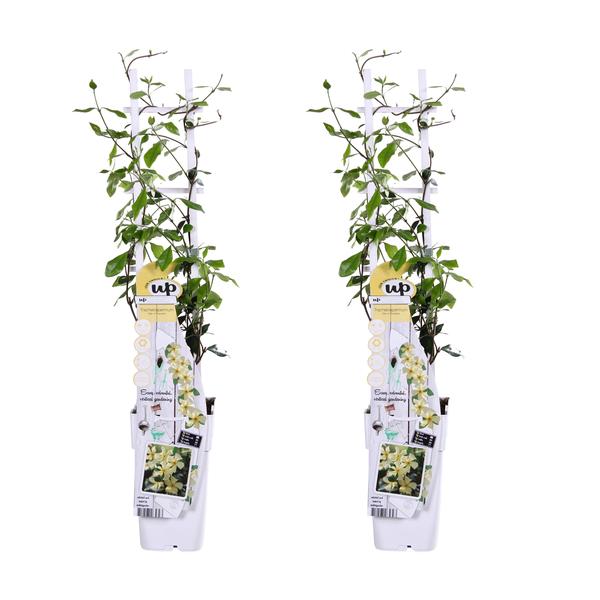 2x - Trachelospermum 'Étoile de Toscane' - ↨65cm - Ø15