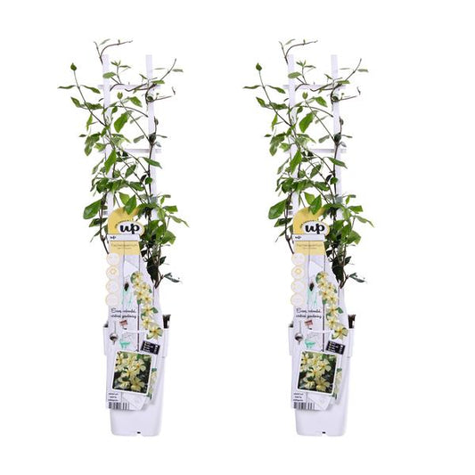 2x - Trachelospermum 'Étoile de Toscane' - ↨65cm - Ø15