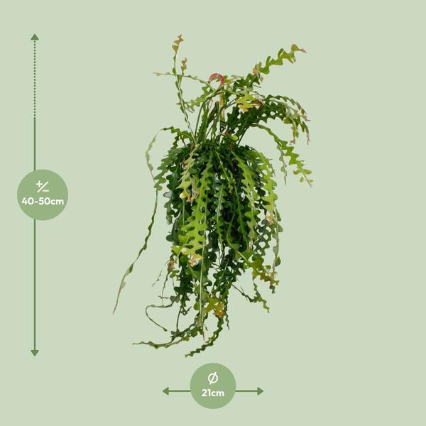 Ephiphyllum Anguliger - Ø21cm - ↕50cm