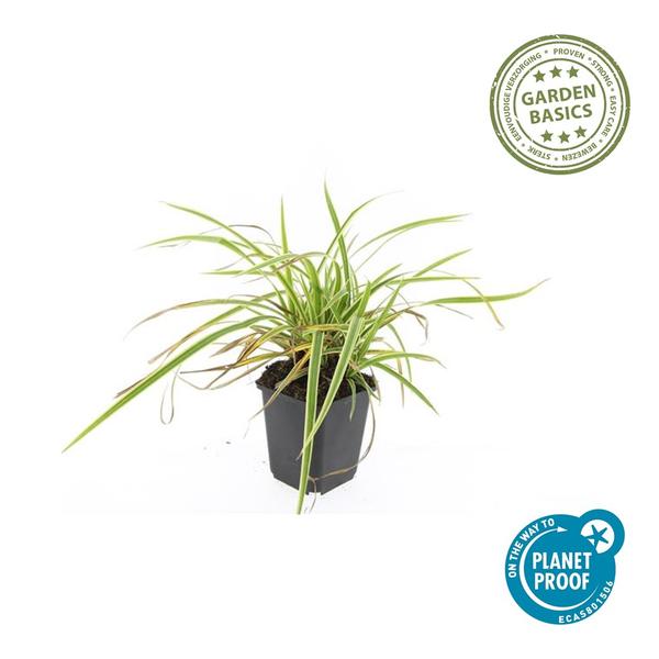 Carex morrowii 'Aureovariegata' - ↕10-25cm - Ø9cm - 60x