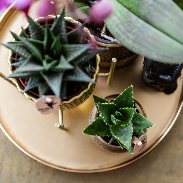 Compagnie des Colibris | Coffret Hôtel Chic | Ensemble de plantes avec orchidées Phalaenopsis violettes et plantes succulentes, avec pots décoratifs en céramique.