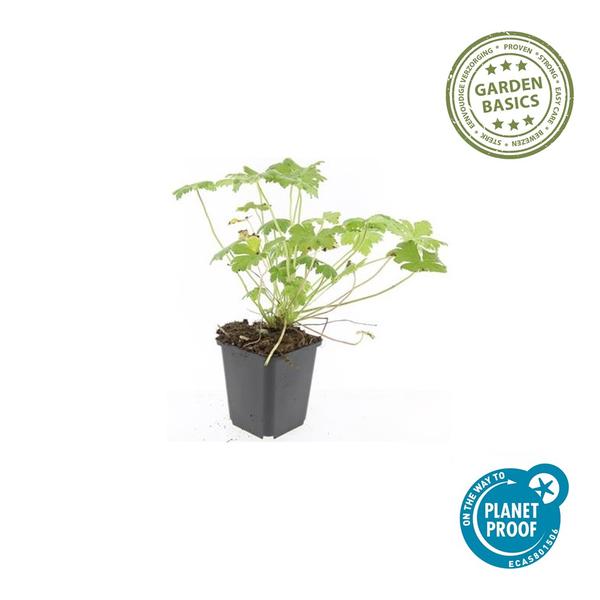 Geranium macr. 'Czakor' - ↕10-25cm - Ø9cm - 60x