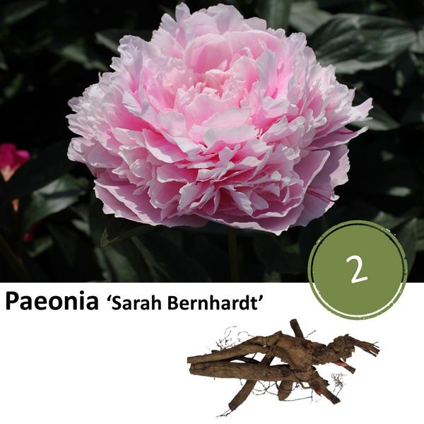 Paeonia ‘Sarah Bernhardt’ - 2x