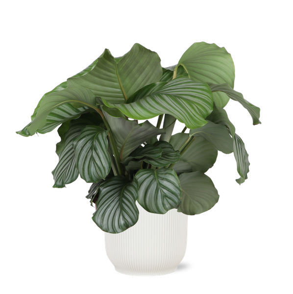 Calathea Orbifolia Ø21cm - ↕70cm en pot Vibes BLANC